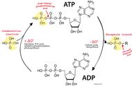 atp的主治功效及副作用（ATP药物作用）