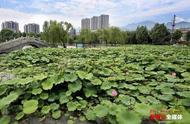 映日荷花别样红可用来形容什么（映日荷花别样红描述了怎样的画面）