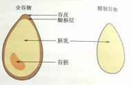 为什么不推荐100%的全麦面包（为什么没有真正的全麦面包）