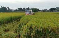 免插秧的水稻种植方法（水稻免耕栽培技术和方法）