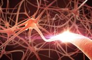 人的中枢神经系统由什么组成（抑制中枢神经兴奋的药）