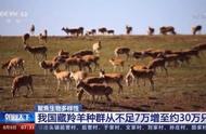 藏羚羊是什么地区的保护动物（藏羚羊是哪个地区的专属动物）