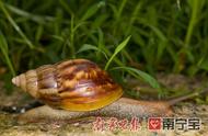 非洲大蜗牛要吃菜叶子吗（非洲大蜗牛不能吃吗）