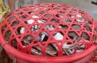 梭子蟹几个月才能成熟（梭子蟹生长至8两需多长时间）
