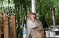 猴子能在家饲养吗