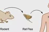 鼠疫是如何产生及传播的（鼠疫的主要传播途径主要有四种）