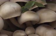 世上最大的蘑菇图片（最大蘑菇长什么样子）