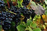 法国种植葡萄不利条件（法国葡萄种植的有利条件是什么）