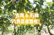 八月瓜为啥可以制成果茶（八月瓜叶子可以泡茶喝吗）