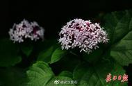 9月盛开什么花（夏天七八月盛开什么花）