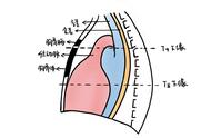 人体前纵隔解剖图（横膈和纵隔的位置图片）