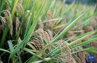 杂交水稻是几几年被研究出来的（杂交水稻是哪一年开始研制成功的）