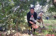 碧根果种植哪里最好（碧根果的种植方法和时间）