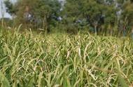 菰米种植技术和管理（菰米种植的可行性）