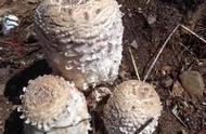 口蘑的露天栽培（口蘑最简单种植技术）