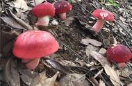 红色的蘑菇图片大全（各种颜色的蘑菇图片）