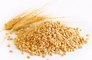小麦比水稻更有营养吗（小麦和水稻哪个蛋白质含量高）