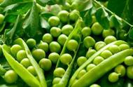 平时吃的豌豆可以种吗（新鲜豌豆可以直接种吗）
