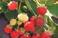 北方露天草莓种植（红糖对草莓的奇效）