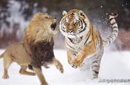 老虎爬树vs狮子爬树（老虎vs狮子进食）