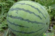 无籽西瓜的培育方法有几种（无籽西瓜的培育方法叫做）