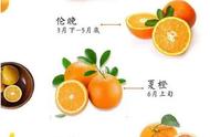 夏橙是一年四季都能吃的吗（夏橙和脐橙哪个好吃）