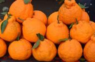 丑橘的养殖要点和技巧（9月份有丑橘吗）