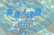 塑料假花怎么清洗小妙招（清洗塑料花小妙招）