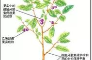 果树催花素成分（果树催花分裂素用量）