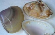 海蚌的种类和图片（紫褐色海蚌图片）