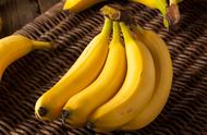香蕉可以放在土上直接当肥料吗（香蕉苗刚种下可以放肥料吗）