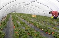 草莓的种植方法和技术要领（草莓的种植方法和必须注意的项目）