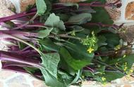 家里的紫菜苔怎么吃（紫菜苔可以多吃吗）