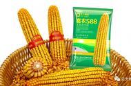 正大富农588玉米品种（富农588玉米种子价格）