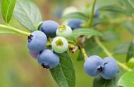 种蓝莓不用硫磺粉用醋兑水可以吗（盆栽蓝莓可以用硫磺粉兑水调酸吗）