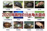日本石龟多久能长到10厘米（一斤重的石龟大概要养多久）