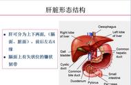 胃与肝的位置实拍图（胃和肝在一起吗）