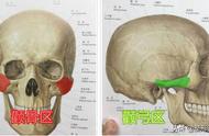 颧骨在面部哪里（面部颧骨指的哪个位置）