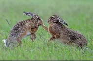 兔子如何分辨公母最简单的方法（兔子最怕三种草）