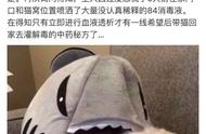 猫咪闻到84会中毒吗（84的气味对猫咪有刺激吗）