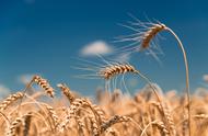 小麦矮抗58种子的缺点有哪些（矮抗58小麦缺点）