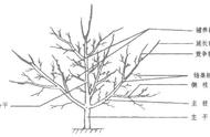 七种修剪方法图解（果树五去五留口诀）