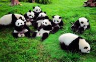 熊猫的特征和生活习性有哪些（熊猫的习性50字左右）