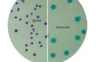 最适合霍乱弧菌生长的培养基是（霍乱弧菌生长繁殖的最适宜ph）