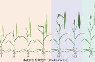 小麦生长各个阶段图片幼儿易懂（小麦生长过程图解大全）