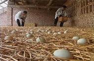 蛋鸭产蛋率低有什么方法增蛋