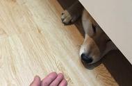 狗狗为什么喜欢躲床下（狗狗为什么喜欢躲在柜子下面）