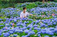 紫阳花照片（中国紫阳花在哪）