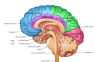 脑垂体在大脑什么位置（脑垂体在脑哪个位置示意图）