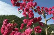 樱花树几月份种植最好（樱花树什么季节种最好）